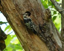 06 Kleinspecht weibl